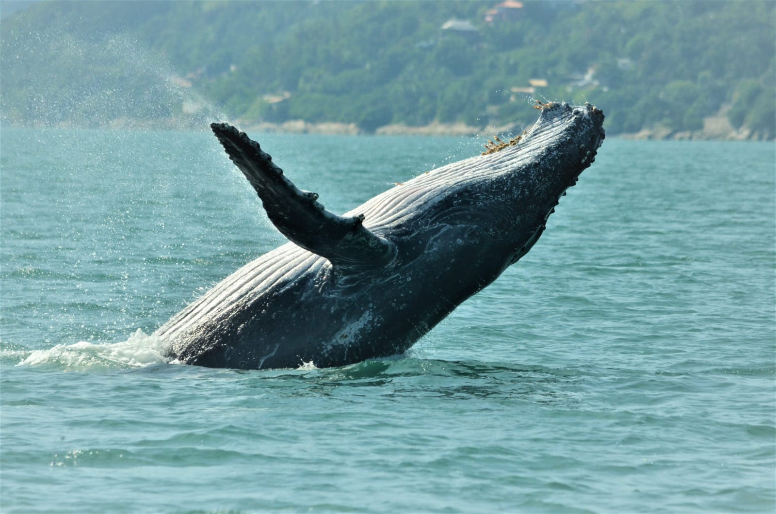 Baleia avistada no mar